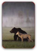 bear-and-wolf-odd-couple-by-lassi-rautiainen.png