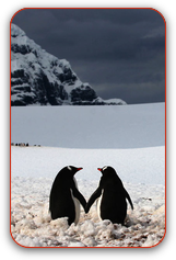 penguins-holding-h_2083096i.png