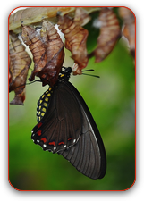 butterfly-329379_1280.png